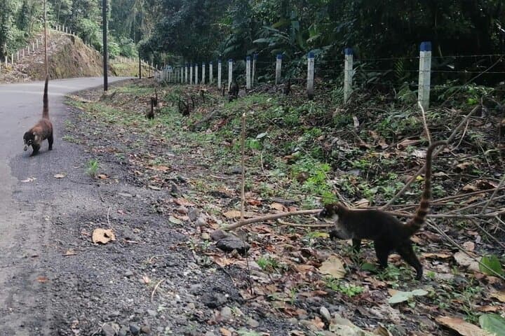 Full-Day Manuel Antonio Hike & Wildlife Watching from San José photo 2
