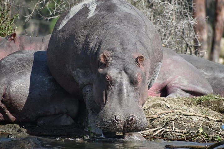 3-Day Camping Safari to Maasai Mara from Nairobi — Budget Group Tour photo 4