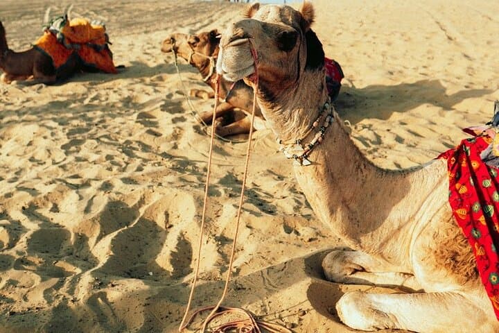 Agafay Desert Camel Ride: Half-Day Trek from Marrakech photo 2