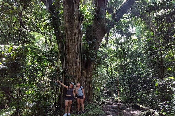St Kitts Tropical Jungle Explorer Walk — Guided Wingfield Rainforest Hike photo 5