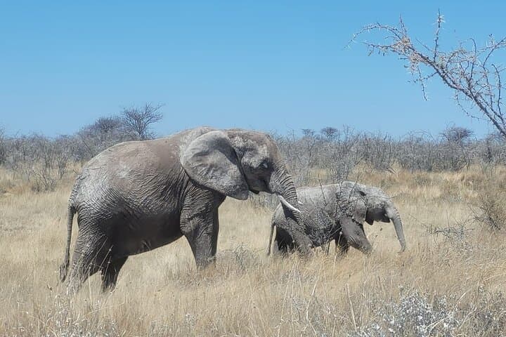 12-Day Self-Drive Namibia Safari for Beginners — Windhoek to Sossusvlei photo 3