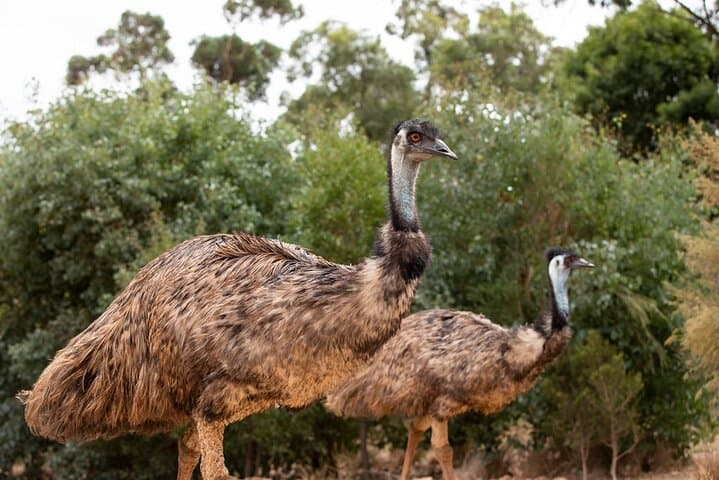 Up-Close with Koalas & Kangaroos: Australian Experience at Werribee Open Range Zoo photo 5