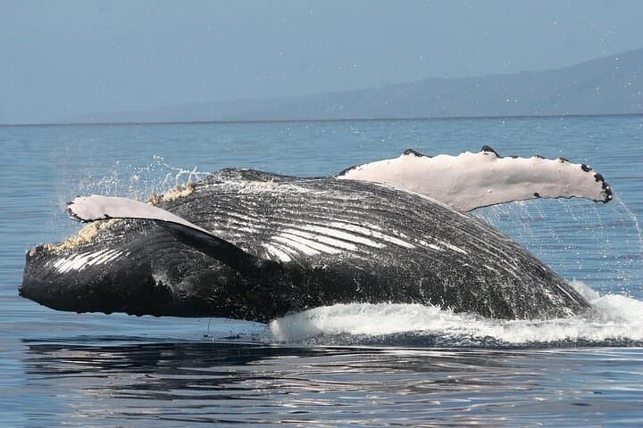 Sunset Whale Watch from Ma'alaea Harbor Aboard the Malolo photo 4