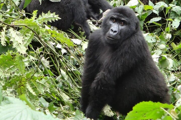3-Day Bwindi Gorilla Trekking via Kisoro: Domestic Flight to Gorilla Encounters photo 6