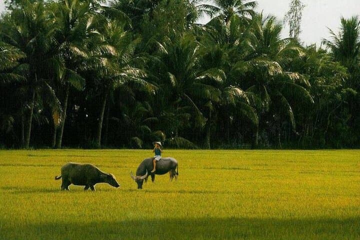 Custom Hoi An & Da Nang Private City Tour with Local Guide photo 2