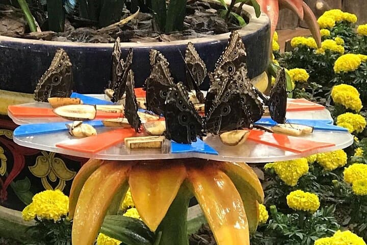 Explore Dubai Butterfly Garden: Inside the World's Largest Covered Butterfly Domes photo 6