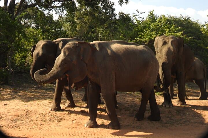 Full-Day Yala Safari: Leopard, Elephant & Birdwatching in Sri Lanka photo 2