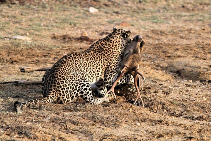 Full-Day Yala Safari: Leopard, Elephant & Birdwatching in Sri Lanka