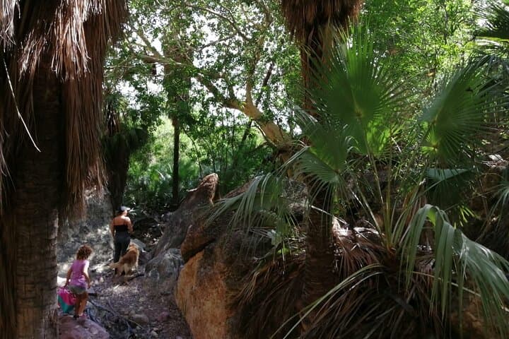 Hike the Desert Palm Oases of San Carlos with a Local Biologist photo 4