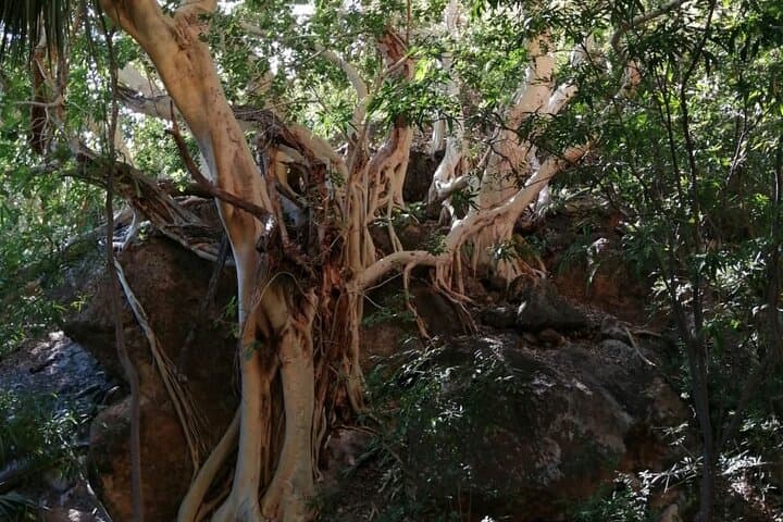 Hike the Desert Palm Oases of San Carlos with a Local Biologist photo 6