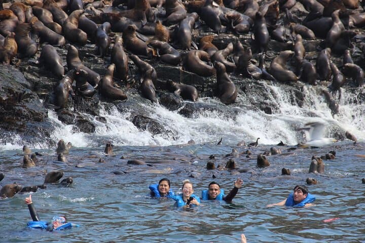 Swim with Sea Lions at Palomino Islands: Lima Yacht Wildlife Tour photo 6