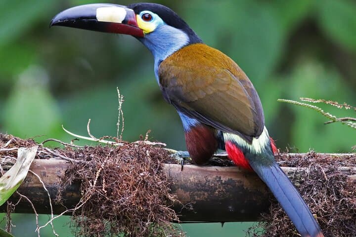 Birdwatching Tour Northwest Pichincha: Mindo & Milpe Day Trip from Quito