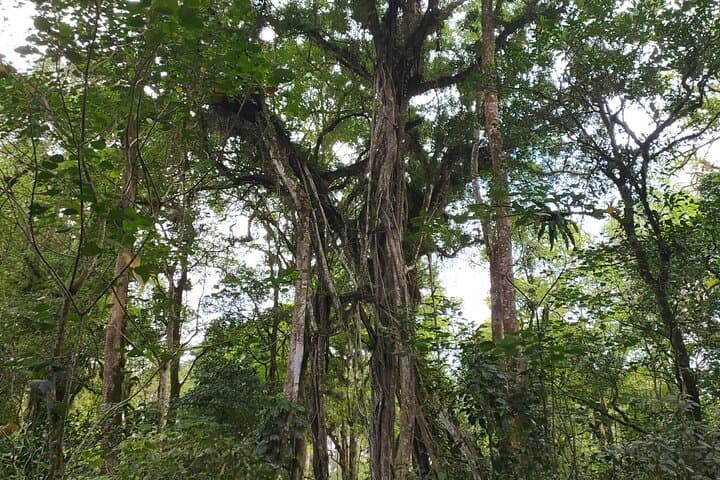 Tamblingan Jungle Trek: Bali Rainforest, Lake & Waterfall Adventure photo 2