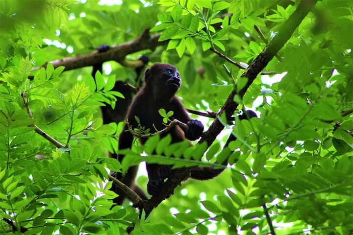 Palo Verde National Park Safari: Birdwatching & Wildlife Day Tour from Liberia