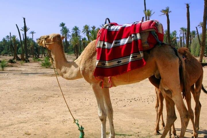 2-Hour Camel Trek from Marrakech to the Agafay/Jbilets Stone Desert photo 3