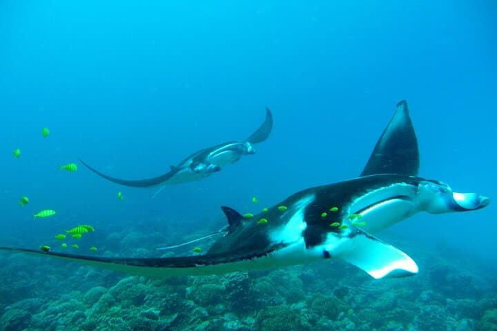 Luxury Bora Bora Reef Discovery: Private Lagoon Snorkel & Sunset Cruise photo 3
