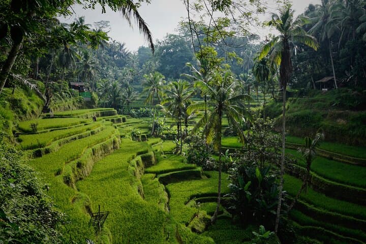 Ubud Purification Ritual & Tegallalang Rice Fields Day Tour photo 3