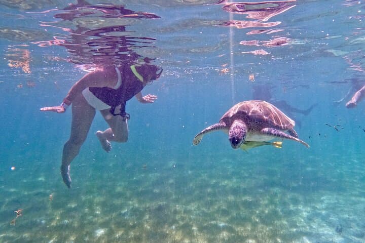 Akumal Snorkeling with Turtles: Small-Group Guided Reef & Photo Experience photo 3