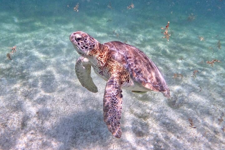 Akumal Snorkeling with Turtles: Small-Group Guided Reef & Photo Experience photo 5