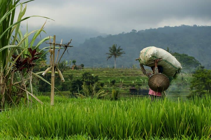 Away From Home: Authentic Bali Village Immersion in Manggis photo 6