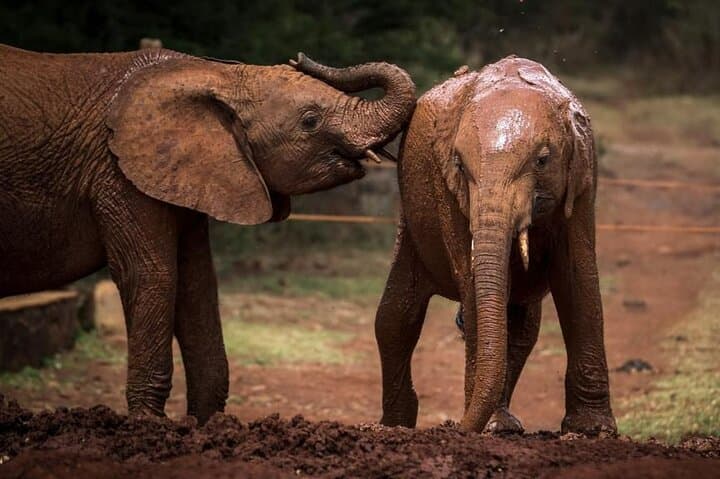 Nairobi Elephant Orphanage & Giraffe Centre Private Tour — Up-Close Wildlife Encounters photo 3
