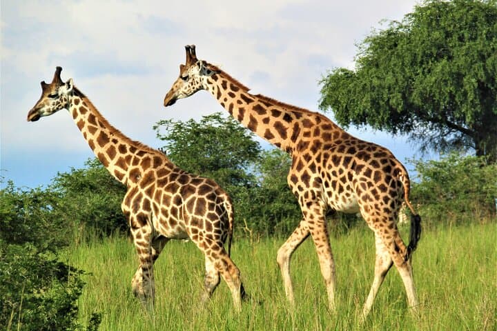 13-Day Uganda Safari: Big Five, Gorillas & Chimp Tracking Adventure photo 3