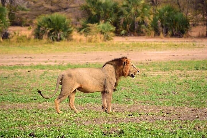 Mikumi Two-Day Game Drive & Guided Walking Safari photo 6