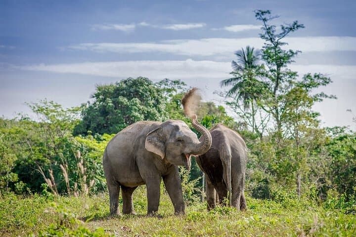 Phuket Elephant Sanctuary: Ethical Afternoon with Rescued Elephants photo 3