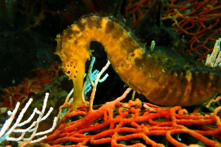 PADI Discover Scuba Diving in Phuket — Two Intro Dives from Chalong Pier photo 3