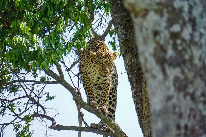 Masai Mara 2-Day Safari from Nairobi: Big Five & Migration Highlights photo 4