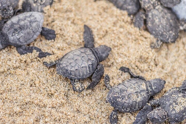 Cabo Turtle Release: Hands-On Conservation at Rancho Carisuva photo 5