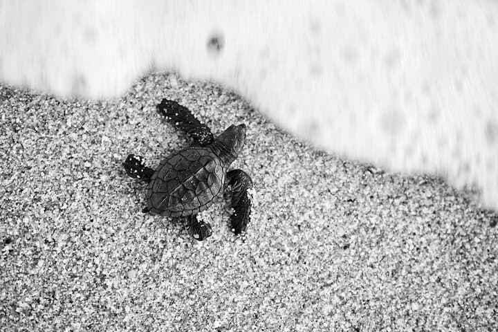 Cabo Turtle Release: Hands-On Conservation at Rancho Carisuva