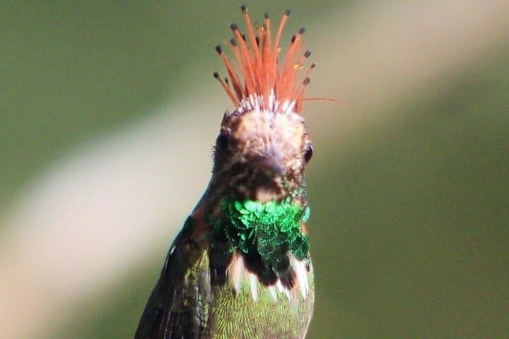 7-Day Manu National Park Wildlife Expedition from Cusco photo 2