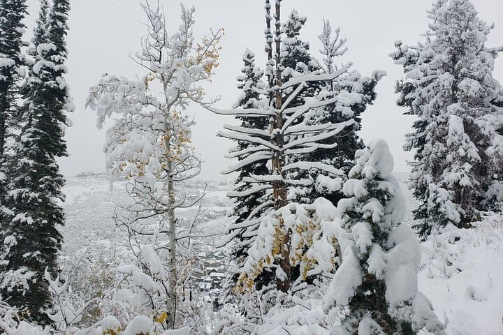 Guided Uinta Forest Winter Hike: 3.5-Mile Loop with Fire & Charcuterie photo 2