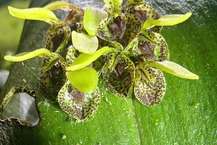 Monteverde Cloud Forest Nature Walk — 2.5‑Hour Guided Reserve Experience photo 5