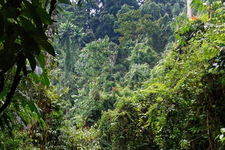 North Sumatra Orangutan Trek & Lake Toba: 7-Day Bukit Lawang to Samosir Adventure photo 4