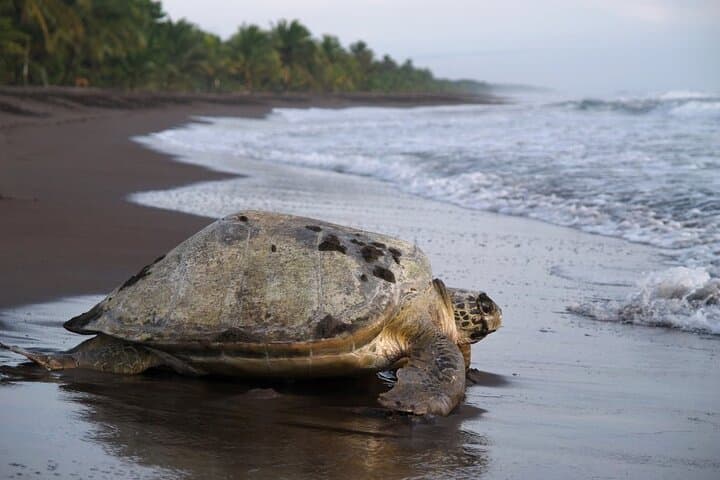 Tortuguero National Park: Self-Guided Admission to Costa Rica’s Canal Wilderness photo 4