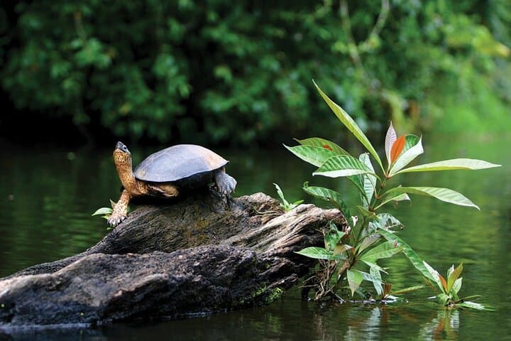 Tortuguero National Park: Self-Guided Admission to Costa Rica’s Canal Wilderness photo 6
