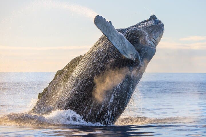 Kohola Whale Watching Excursion: Intimate Humpback Watching Off Kona photo 5