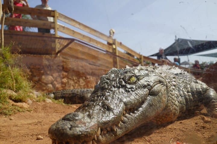 Inside Agadir’s Crocoparc: Up-Close Nile Crocodiles & Jungle Gardens photo 5