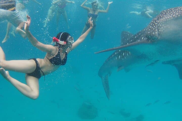 Swim with Whale Sharks, Explore Sumilon Sandbar & Kawasan Falls in Cebu photo 3