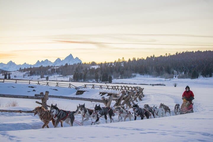 Jackson Hole Dog Sledding & Snowmobiling Combo at Heart Six Ranch photo 6