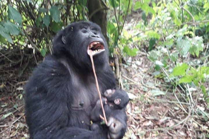 13-Day Uganda Safari: Big Five, Gorillas & Chimp Tracking Adventure