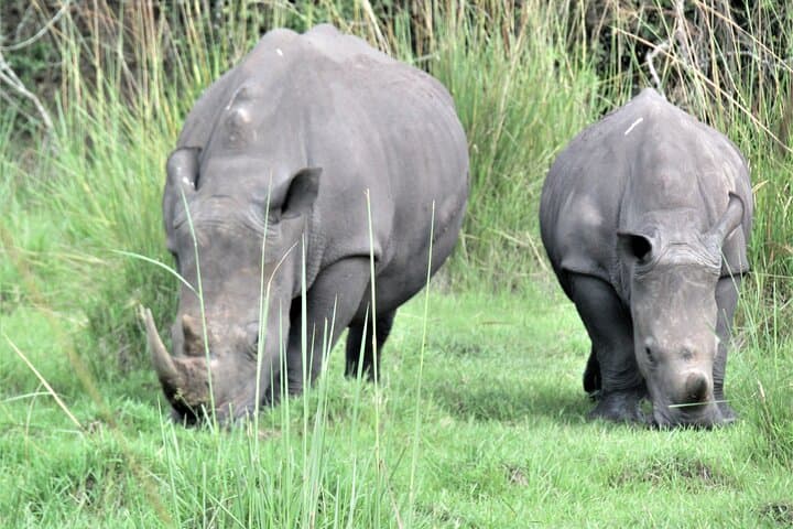 13-Day Uganda Safari: Big Five, Gorillas & Chimp Tracking Adventure photo 2