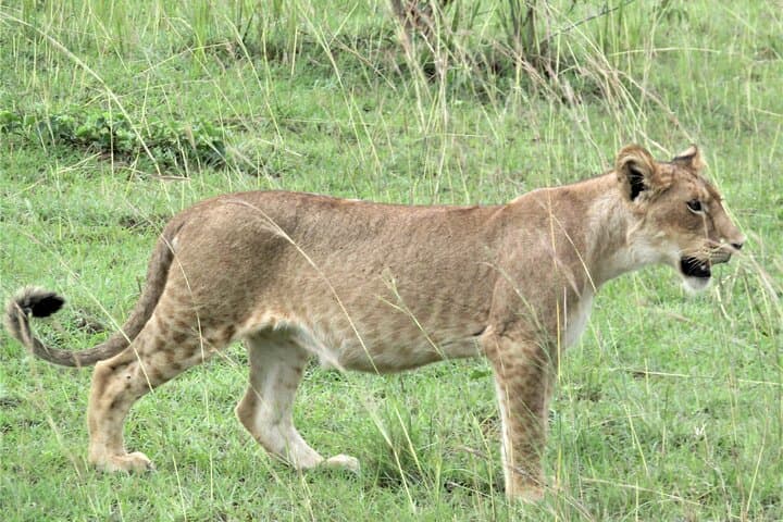 13-Day Uganda Safari: Big Five, Gorillas & Chimp Tracking Adventure photo 5