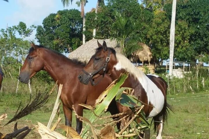 Punta Cana Ranch Horseback Ride with Private Pickup — Countryside Tour and Cigar Class photo 5