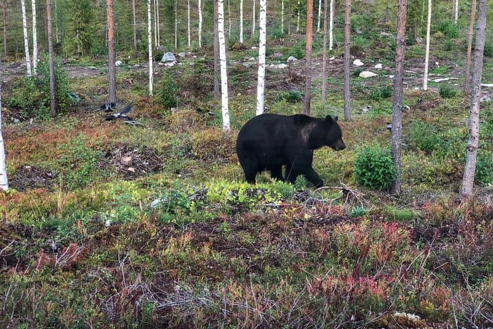 Luxury Bear-Watching Cabin in Finland: Close-Up Wildlife Hides and Wilderness Comfort photo 2