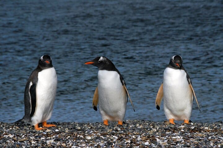 Beagle Channel Catamaran Cruise to Isla Martillo Penguins