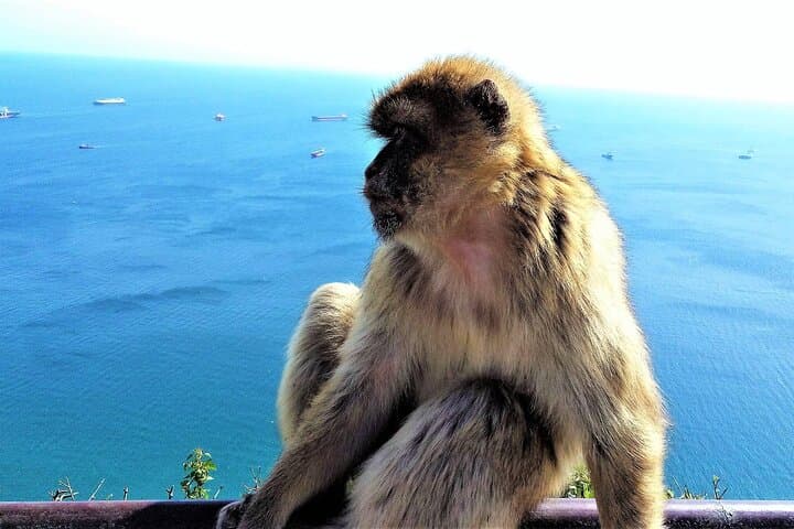 Private Tour from Málaga: Gibraltar & Mijas Day Trip photo 4