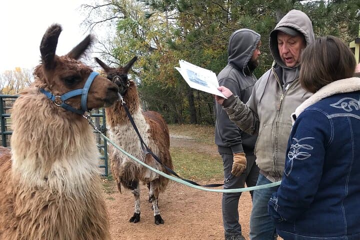 Hands-On Llama Encounter Near Bozeman: Family-Friendly Ranch Visit